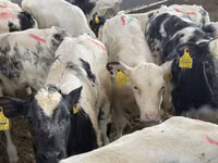 Qoramol (partiya, jinsi ko‘rsatilmagan), Simmental cattle — 3-rasm