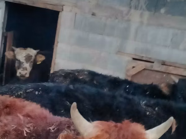 公牛, Swiss cattle