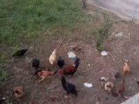 Chickens — Foto 1