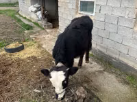 Bulle, Simmental cattle — Foto 6