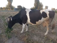 Kuh, Russian Black pied cattle — Foto 2
