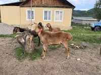 Carnero, Rhon sheep — foto 4