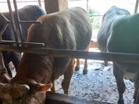 Toro, Ganado vacuno — foto 1
