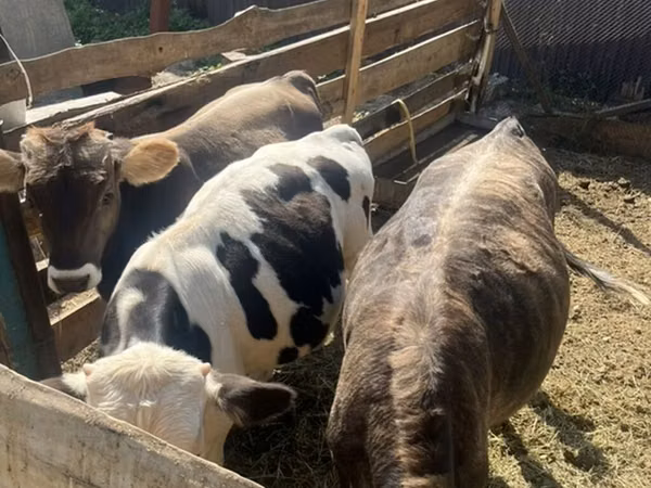 公牛, Russian Black pied cattle — 吉尔吉斯斯坦