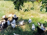 Chickens — Foto 3