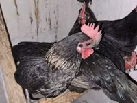 Chickens — الصورة 2