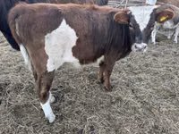 Rinder (Partie, Geschlecht nicht angegeben), Simmental cattle — Foto 3