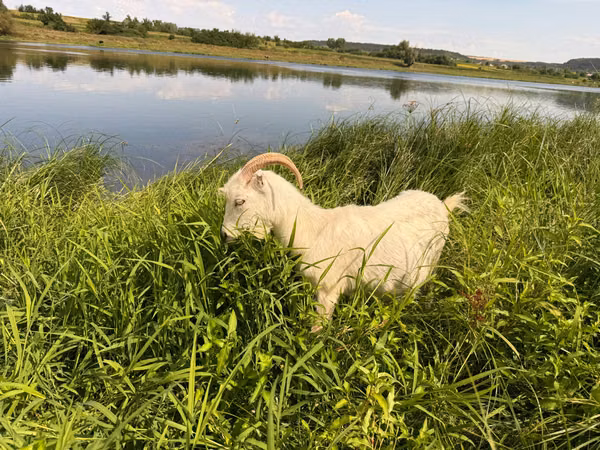 عنزة, LaMancha goats