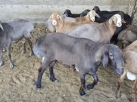 Ram, Sheep — photo 2