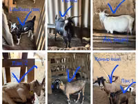 Cabro, Cabras — foto 1