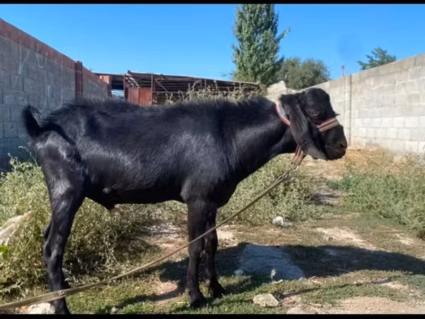 Ziegenbock, Nubian Goat — Kirgisistan