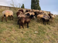 عنزة, الماعز — الصورة 5