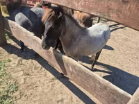 Stute, Shetland Pony — Foto 5