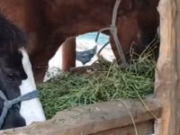 公马, Kazakh horse — 照片 2
