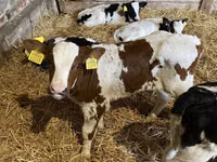 公牛, Russian Black pied cattle — 照片 2