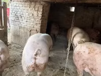 Eber, Schweine — Foto 2