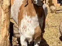 تيس, Dutch Landrace goats — الصورة 2