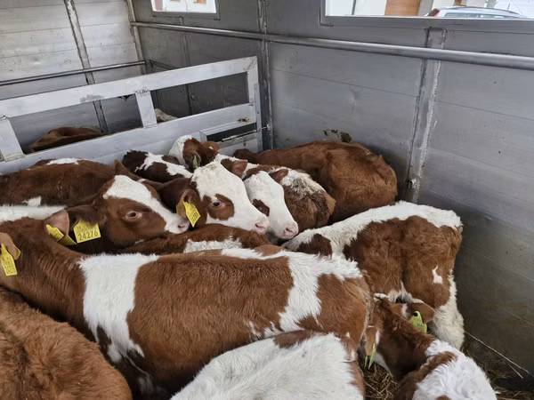 Bull, Simmental cattle