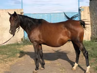 Hengst, Arabian horse — Foto 6