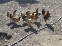 Chickens — الصورة 3