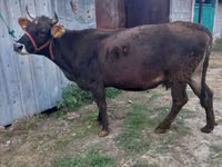 Kuh, Russian Black pied cattle — Foto 3