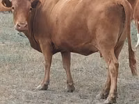 Bulle, Latvian Blue cattle — Foto 2