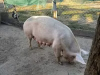母猪, Pigs — 照片 5