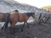 خيول (دفعة، الجنس غير محدد), Horse breed — الصورة 1