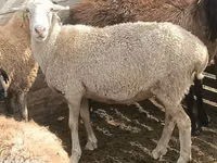 كبش, الأغنام — الصورة 4