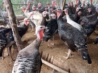 Turkeys — 1-rasm
