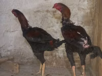 Gallo de pelea de fosa australiano — foto 3