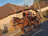 Mare, Horses — photo 1