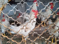 Chickens — Foto 2