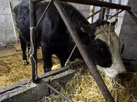 Toro, Ganado vacuno — foto 8