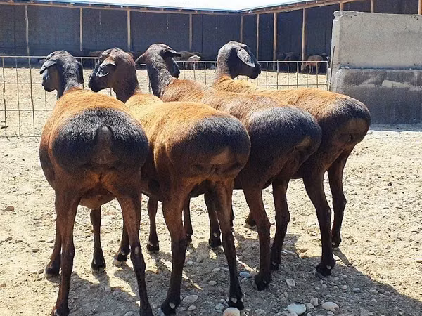 كبش, الأغنام — أوزبكستان
