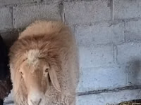 كبش, Rhon sheep — الصورة 3