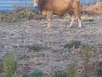 Vaca, Swiss cattle — foto 5
