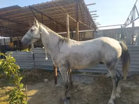 公马, Horses — 照片 3