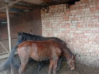 Caballos (lote, sexo no especificado), Caballos — foto 2