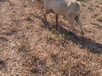 Ziegenbock, Nubian Goat — Foto 2