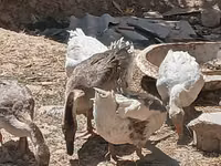 Geese — foto 3