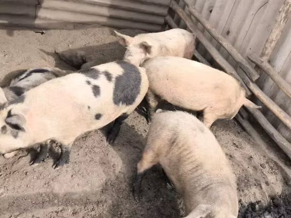 Säue, Schweine — Kasachstan