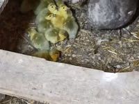 Ducks — Foto 1