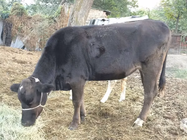 Kuh, Swiss cattle — Kirgisistan