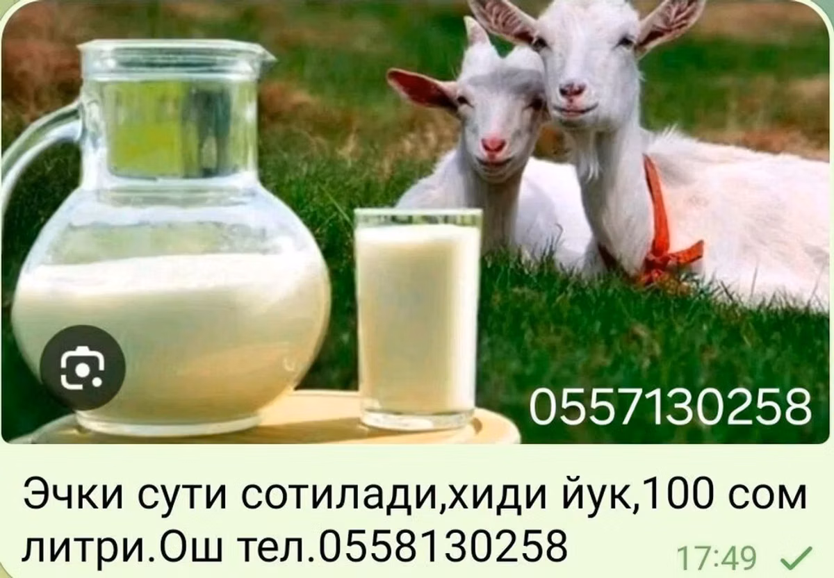 Козье молоко - Объем: 1 литр - Цена: 100 сом - Особенности: без