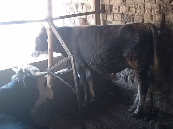 公牛, Russian Black pied cattle — 吉尔吉斯斯坦