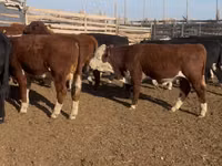 Toro, Swiss cattle — foto 4