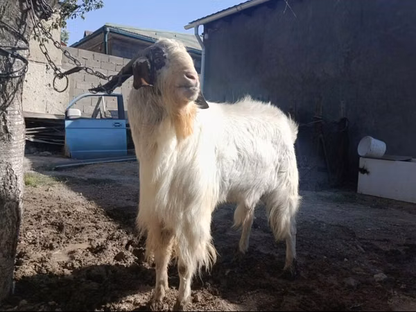 बकरा, Beetal goats