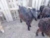 Cabra, Cabras — foto 4