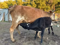 गाय, Latvian Blue cattle — फ़ोटो 4